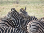 Pile of zebras