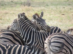 Pile of zebras